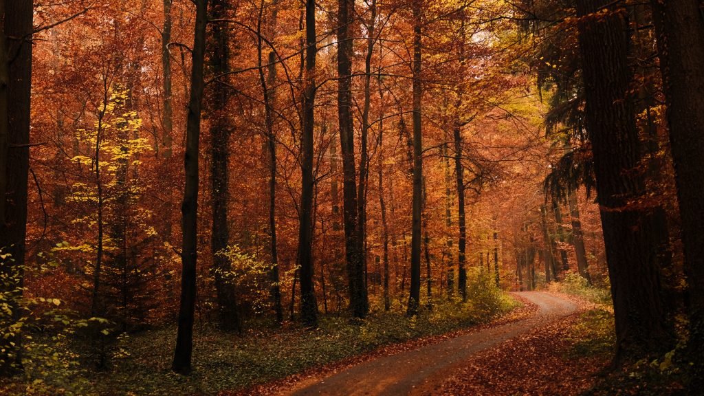 Herbstwald-Wanderführer